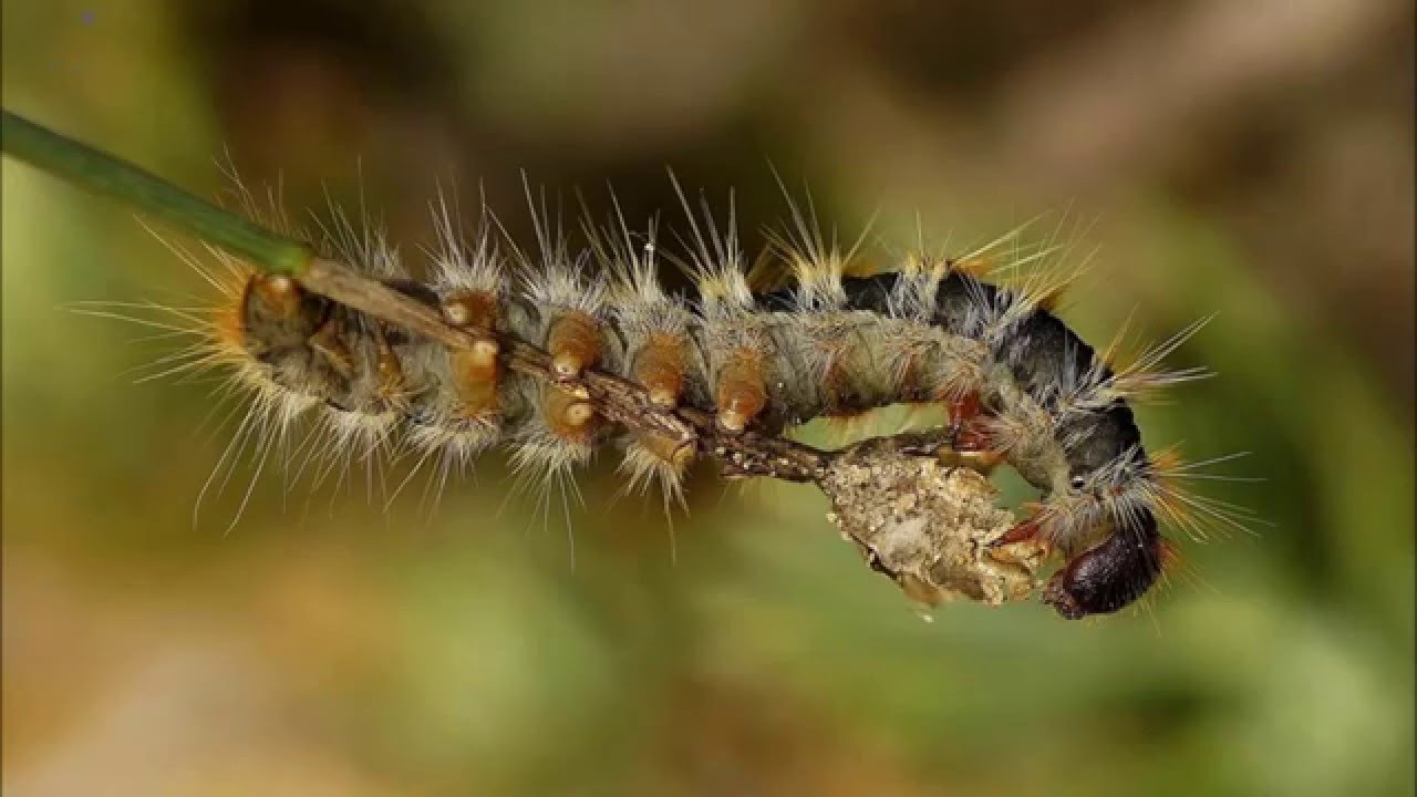 Procesionaria del pino